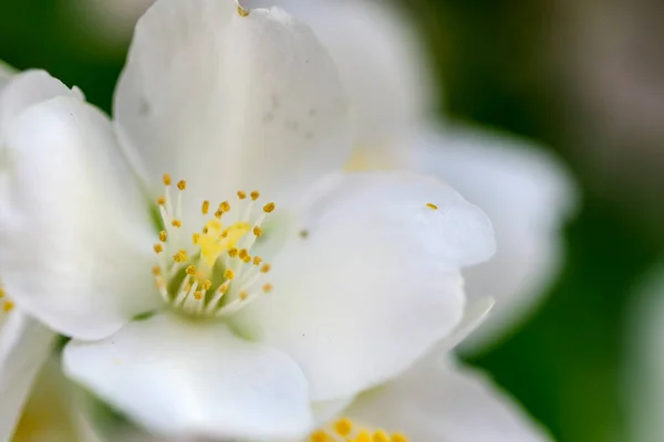 Целиндо Цветок Philadelphus Coronarius Является Широко Культивируемым Популярным Декоративным Растением — стоковое фото