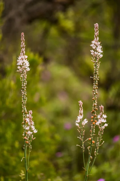 Asphodelus Albus White Gamon Perennial Herbaceous Plant Native Mediterranean Region — Stock Photo, Image