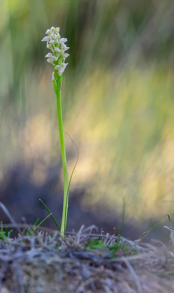 Neotinea Maculata Gatunek Storczyków Rodziny Storczykowatych Orchidoideae — Zdjęcie stockowe