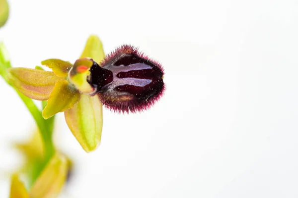 Ophrys Sphegodes Jest Gatunkiem Rodzaju Ophrys Orchidee Tzw Pierwszych Orchidei — Zdjęcie stockowe