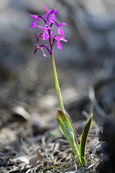Orchis Mascula Primo Piano Primo Fiore Orchidea Viola Fiore — Foto Stock