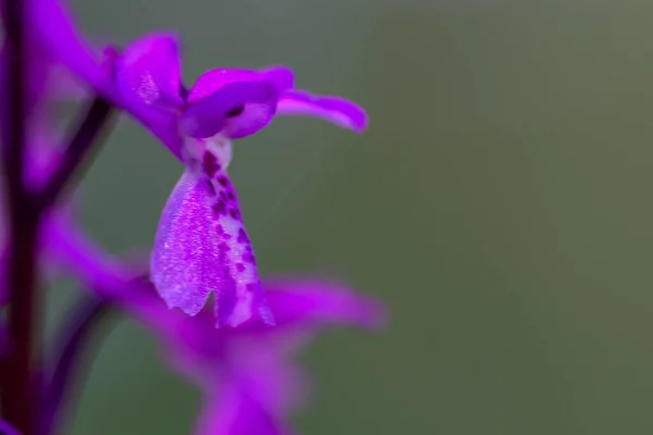 Orchis Maskulina Närbild Tidig Lila Orkidé Blomma Blom — Stockfoto