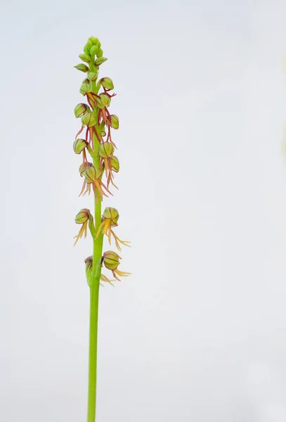 Orchis Anthropophora Orchidea Selvatica Dell Europa Meridionale Man Orchid Aceras — Foto Stock
