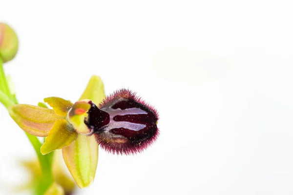 Ophrys Sphegodes Jest Gatunkiem Rodzaju Ophrys Orchidee Tzw Pierwszych Orchidei — Zdjęcie stockowe