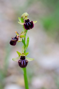 Ophrys sphegodes, Ophrys cinsinin bir türüdür. Onlar sözde ilk örümcek orkidelerinin orkideleri..
