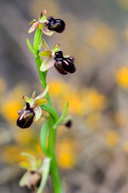 Ophrys sphegodes, Ophrys cinsinin bir türüdür. Onlar sözde ilk örümcek orkidelerinin orkideleri..