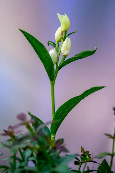 Cephalanthera damasonium, terrestrial orchid of the Orchidaceae family.