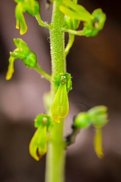 Listera ovata is a species of terrestrial orchid belonging to the Orchidaceae family.