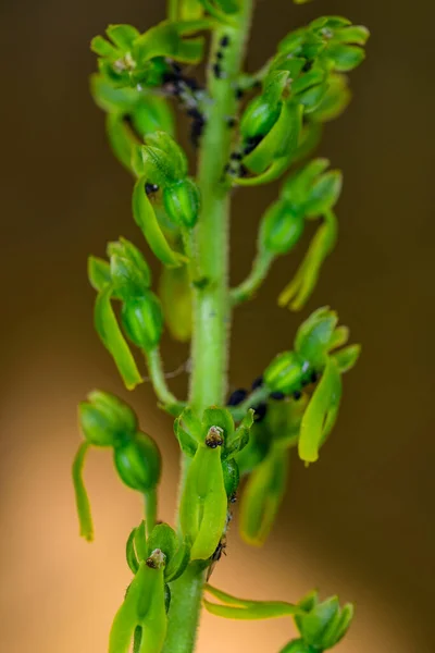 Listera Ovata Uma Espécie Orquídea Orchidaceae Pertencente Família Das Orchidaceae — Fotografia de Stock