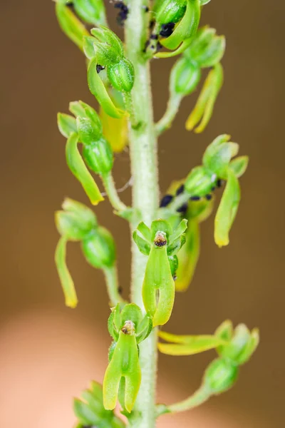 Listera Ovata Orchidaceae Familyasından Bir Orkide Türüdür — Stok fotoğraf