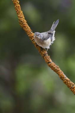 Subalpine bülbülü - Sylvia Cantillans, arka planda bir ağaç dalına tünemiş.