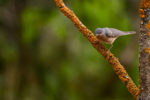 Subalpine Warbler Sylvia Cantilans Σκαρφαλωμένο Ένα Κλαδί Δέντρου Απλό Φόντο — Φωτογραφία Αρχείου