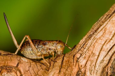 Pycnogaster inermi, a scrub cricket of the Bradyporidae family.