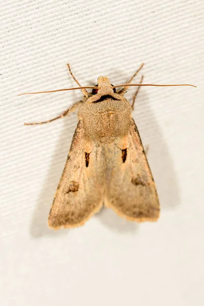 Agrotis Exclamationis Або Сірий Черв Метелик Родини Noctuidae — стокове фото