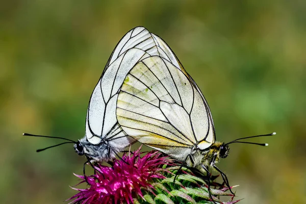 Aporia Crataegi White Hawthorn Species Lepidopteran Insect Pieridae Family — Stock Photo, Image