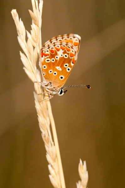 Aricia Cramera Murène Est Papillon Famille Des Lycaenidae — Photo