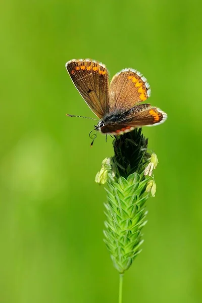 Aricia Cramera Lub Węgorz Moray Jest Motyl Rodziny Lycaenidae — Zdjęcie stockowe