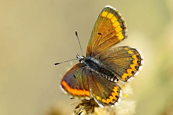 Aricia Cramera Murène Est Papillon Famille Des Lycaenidae — Photo