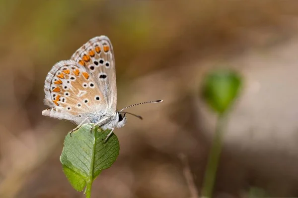 Aricia Cramera Murène Est Papillon Famille Des Lycaenidae — Photo