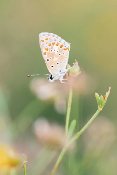 Aricia Cramera Murène Est Papillon Famille Des Lycaenidae — Photo