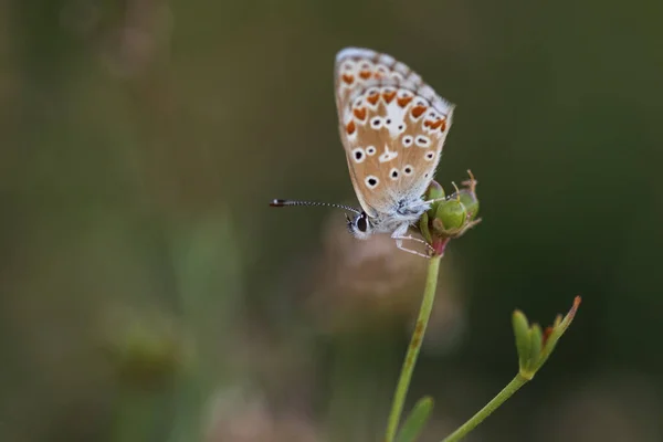 Aricia Cramera Murène Est Papillon Famille Des Lycaenidae — Photo