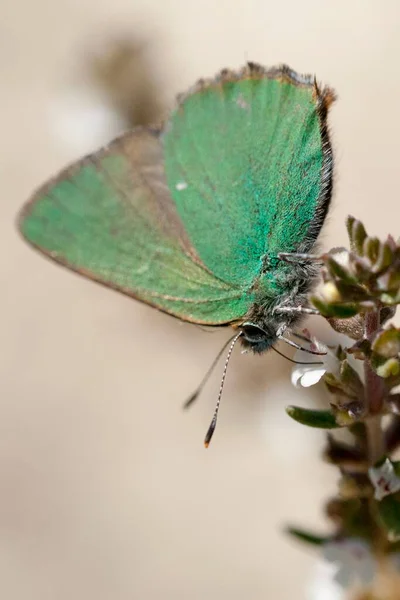 Callophrys Rubi Est Une Espèce Amphibiens Famille Des Lycaenidae — Photo