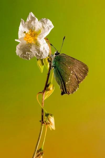 Callophrys Rubi Uma Espécie Borboleta Família Lycaenidae — Fotografia de Stock