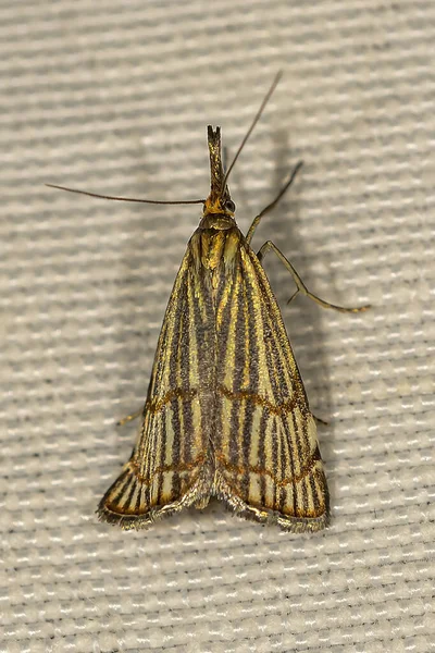 Chrysocrambus Género Lepidópteros Perteneciente Familia Crambidae — Foto de Stock