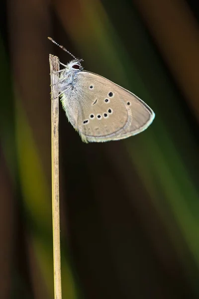 Mazarine Mavisi Lycaenidae Familyasından Bir Kelebek Türü — Stok fotoğraf
