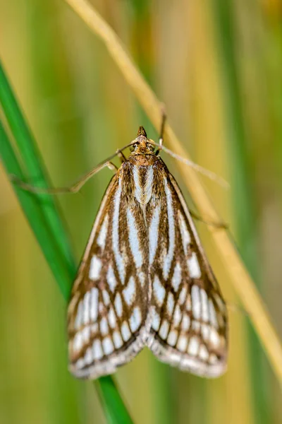 Loxostege Tesselalis Borboleta Noturna Mariposa Família Crambidae — Fotografia de Stock