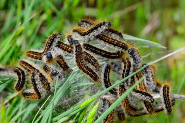 Malacosoma Alpicola Güve Tırtıl — Stok fotoğraf