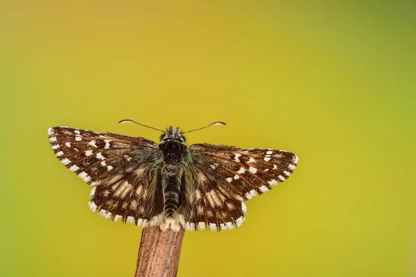 Pyrgus Alveus Una Especie Mariposa Familia Hesperiidae — Foto de Stock