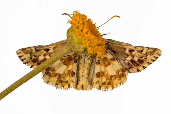 Pyrgus Alveus Una Especie Mariposa Familia Hesperiidae — Foto de Stock