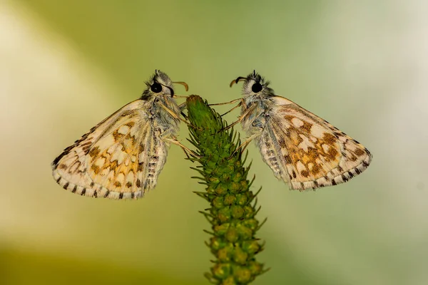 Pyrgus Onopordi Bigornien Carreaux Appartient Famille Des Hesperiidae — Photo