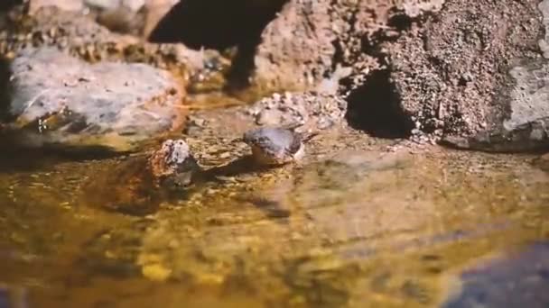 Subalpine Grasmücke Sylvia Cantillans Die Ein Ruhiges Bad Kristallklaren Wasser — Stockvideo