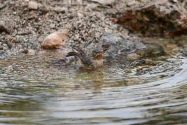 Subalpine Warbler - Sylvia Cantillans, temiz suda banyo yapıyor.
