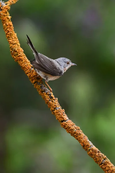 Trompeta Subbalpino Sylvia Cantillans Posada Sobre Una Rama Árbol Sobre —  Fotos de Stock