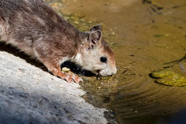 Κόκκινος Σκίουρος Απλά Κοινός Σκίουρος Πόσιμο Νερό Στο Χρόνο Αναπαραγωγής — Φωτογραφία Αρχείου