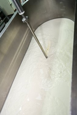 Sanatsal peynir üretimi, fabrika tankındaki kaymak ve sütü kesme..