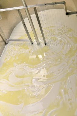 Sanatsal peynir üretimi, fabrika tankındaki kaymak ve sütü kesme..