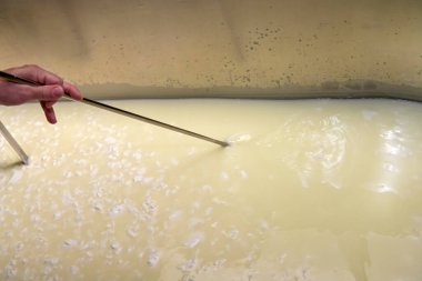 Sanatsal peynir üretimi, fabrika tankındaki kaymak ve sütü kesme..