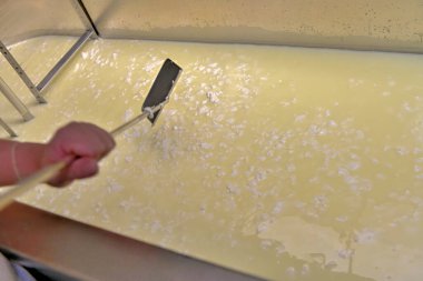 Sanatsal peynir üretimi, fabrika tankındaki kaymak ve sütü kesme..