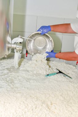 İşlem masasında, sümsük kaymak tabakasından ayrılır..