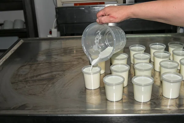 Elaboration of natural yogurt with goats milk.