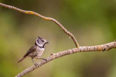 Lophophanes cristatus - The blue tit is a species of passerine bird in the Paridae family.