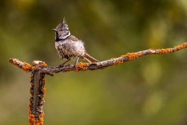 Lophophanes cristatus - The blue tit is a species of passerine bird in the Paridae family.
