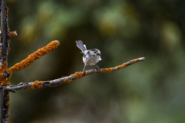 Aegithalos caudatus, Aegithalidae familyasından bir kuş türü..