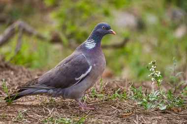 Columba palumbus - Orman güvercini Columbidae familyasından bir kuş türü..