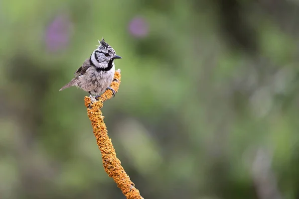 Lophophanes Cristatus Blue Tit Species Passerine Bird Paridae Family — 스톡 사진