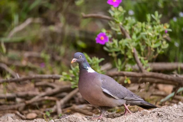 Columba Palumbus Orman Güvercini Columbidae Familyasından Bir Kuş Türü — Stok fotoğraf